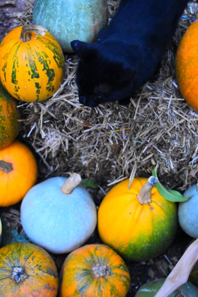 猫与不同种类的南瓜特写照片万圣节图片下载