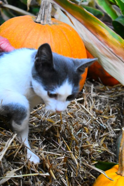 猫与不同种类的南瓜特写照片万圣节图片下载