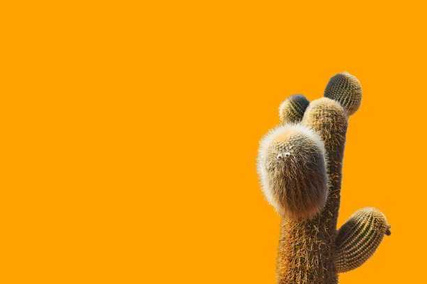橙色背景上有一棵绿色的大仙人掌图片下载