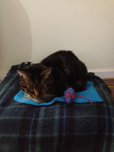 席子上的猫图片下载