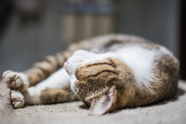 猫躺在白色的毯子上睡觉图片下载