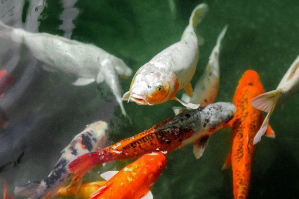 池塘里游泳的鱼儿图片下载