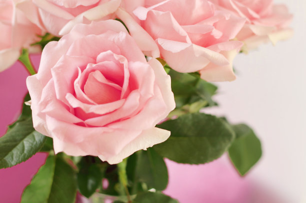 近距离的美丽的粉红色玫瑰花束在玻璃花瓶在桌子上的客厅与复印空间。图片下载