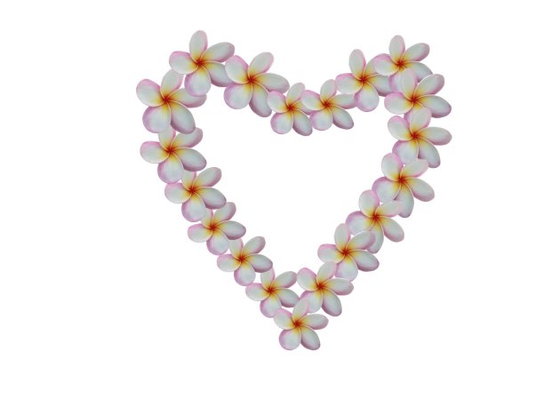 美丽的心形鸡蛋花在白色的背景上图片下载