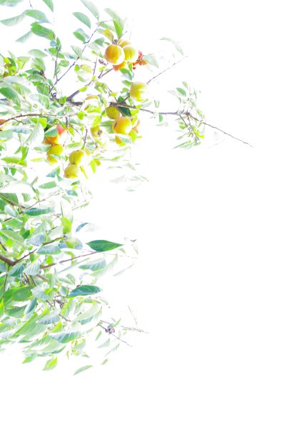 秋天硕果累累图片下载