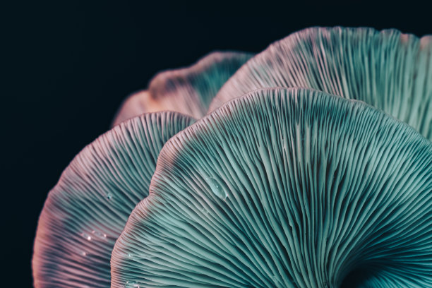 美丽的束蘑菇颜色光在树黑色的背景纹理。微距摄影的看法。图片下载