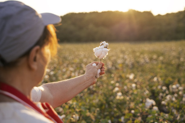 棉花采摘的季节。活跃的妇女在棉花地里工作。在金色的夕阳下，两名农学家在收割前评估庄稼。图片下载
