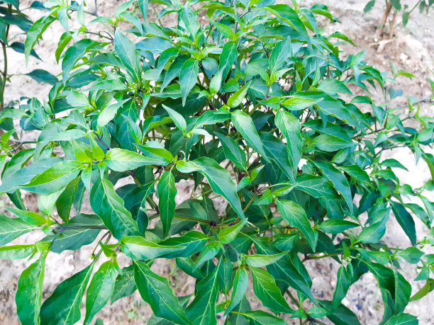绿色的辣椒树。图片下载