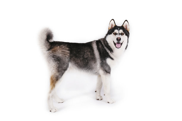 纯种西伯利亚哈士奇，灰色、黑色和白色的皮毛。图片下载