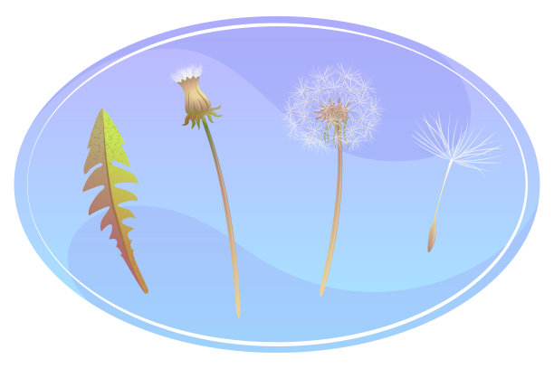 设置蒲公英阶段在椭圆形的框架。《Blowball》概念的一部分。叶，种子，闭合的蒲公英。植物复古墙纸插图上孤立的白色背景。图片下载