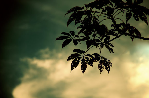 剪影的树叶与天空背景照片图片下载