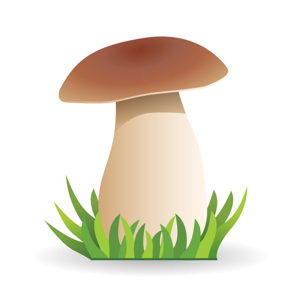 白色的蘑菇。蔬菜的健康食品。蘑菇孤立在白色背景上。图片下载