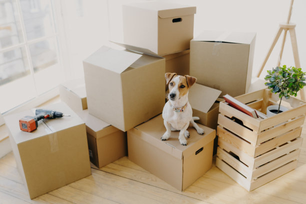 Top view of domestic animal dog pose on cardboard boxes with personal stuff, pose in flat where repair is, drill and wooden box with indoor plant and book near, big window in background .鸟瞰家养动物狗摆姿势在纸板箱上的个人物品，摆姿势在修理的地方，钻和木箱与室内植物和书附近，大窗户在背景图片下载