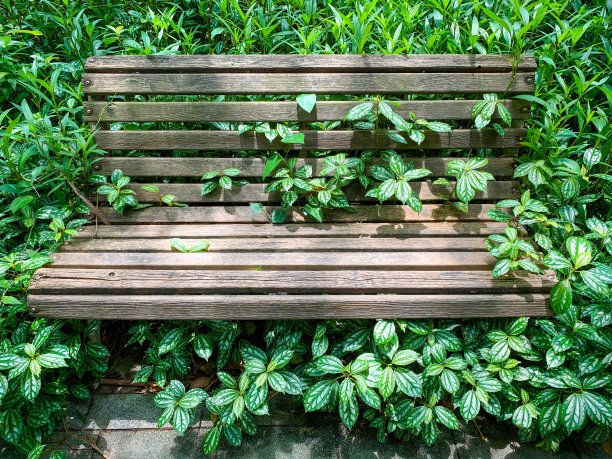 一条古老的木凳被美丽的室内植物环绕着，图片下载