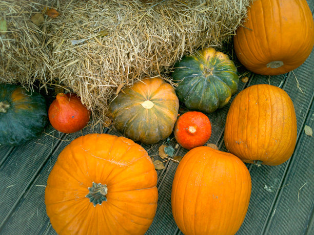 漂亮的成熟南瓜躺在稻草上。农民秋收。华丽的秋天背景与南瓜。图片下载