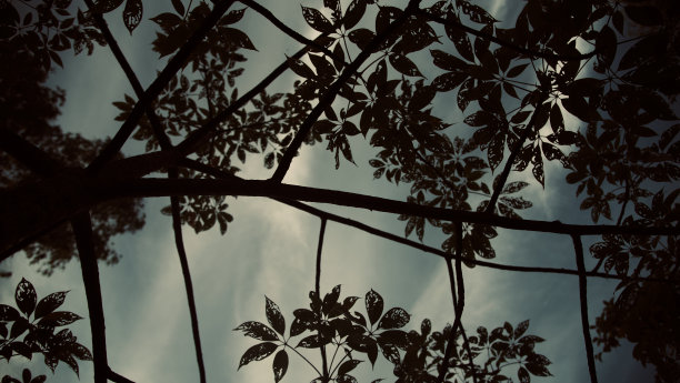 剪影的树叶与天空背景照片图片下载