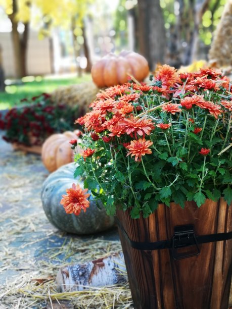 感恩节快乐图片下载