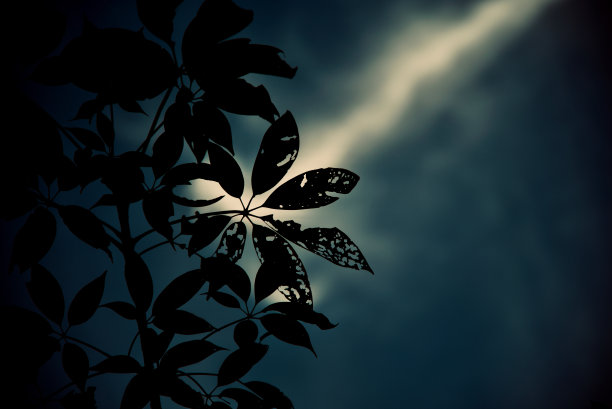 剪影的树叶与五颜六色的天空照片图片下载