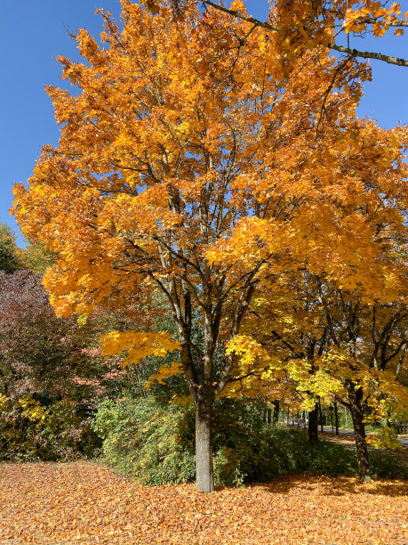 秋天的树图片下载