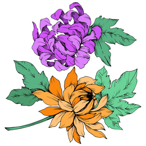 矢车菊属植物有紫色和橙色花。艺术雕刻墨水。孤立花插图元素。图片下载