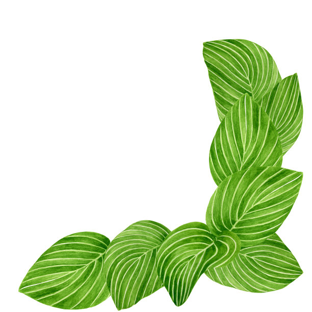 水彩绿色叶片与植物脉框架。手绘大玉簪车前草孤立在白色背景上。设计、装饰、卡片、纺织品、请柬等元素图片下载