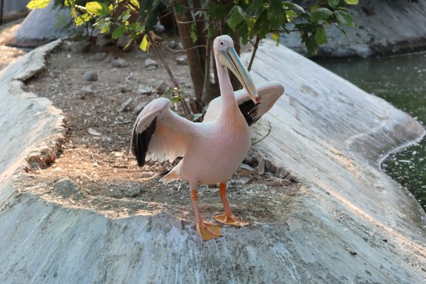 大白鹈鹕(pelican onocrotalus)又名东部白鹈鹕，玫瑰鹈鹕或白鹈鹕图片下载