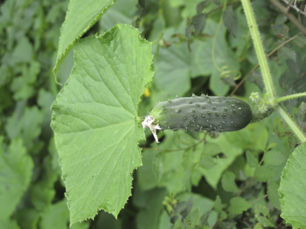 库库姆尼斯满意图片下载