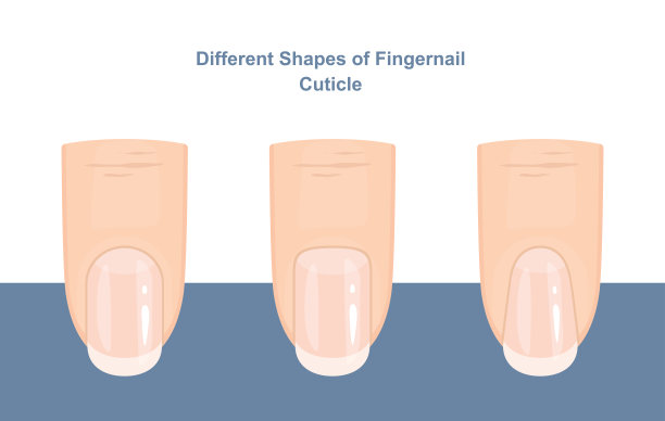 不同形状的指甲角质层。修指甲的向导。矢量图图片下载