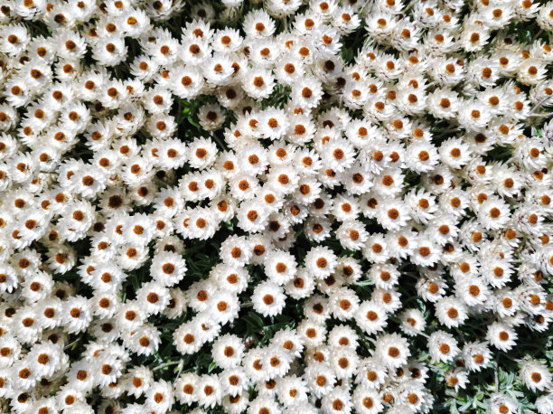 美丽的白色雏菊背景从上面看图片下载