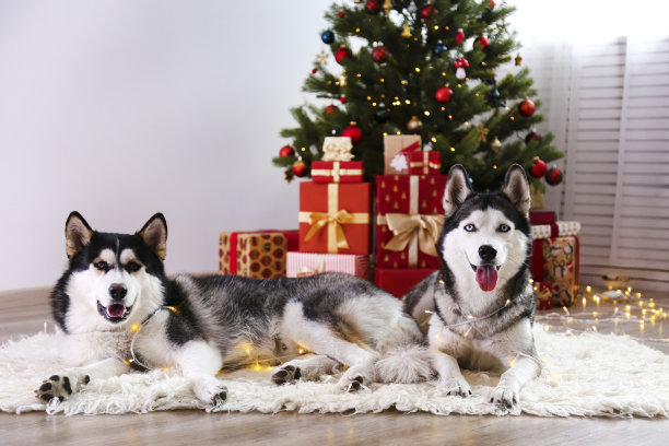 纯种西伯利亚哈士奇，灰色、黑色和白色的皮毛。图片下载