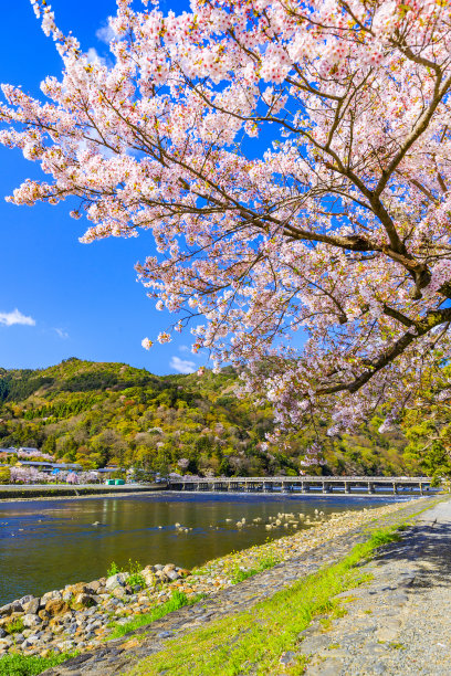 日本京都岚山聚月桥图片下载