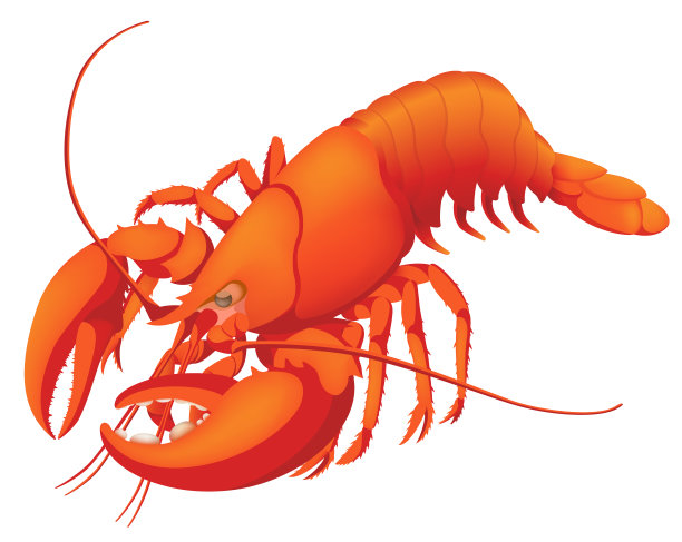 煮龙虾，孤立在白色背景上图片下载