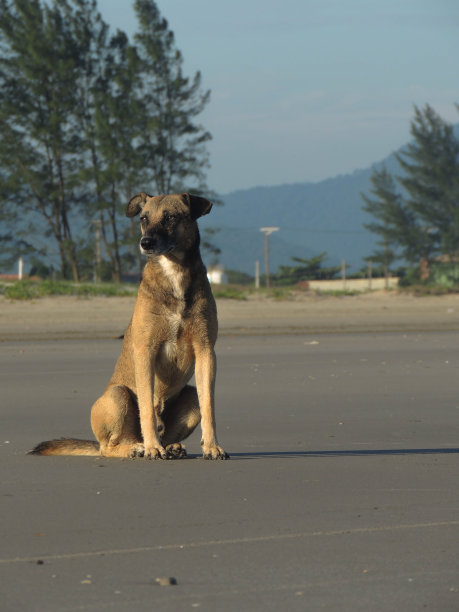 狗坐在沙滩上。图片下载