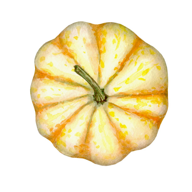 水彩南瓜画孤立在白色的背景。图片下载