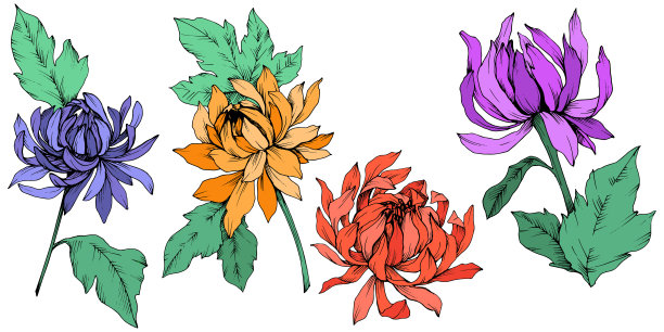 矢车菊，花卉植物花。艺术雕刻墨水。孤立花插图元素。图片下载