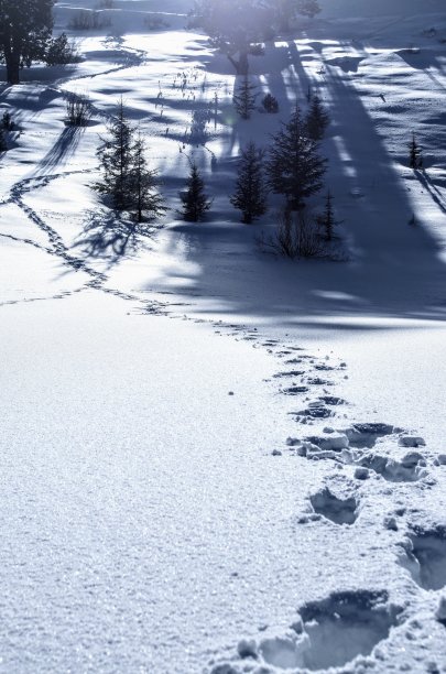 白雪皑皑的小道图片下载