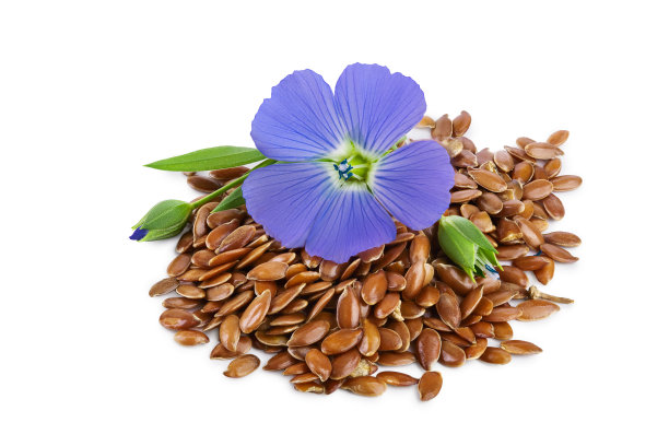 花孤立在白色背景上的亚麻种子图片下载