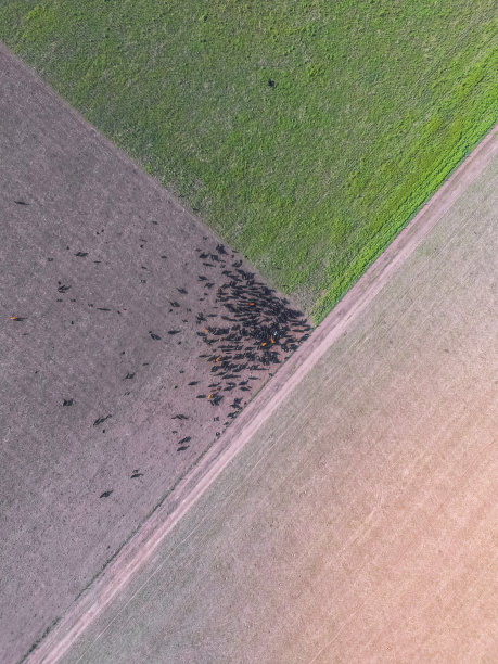 栖息的牛图片下载