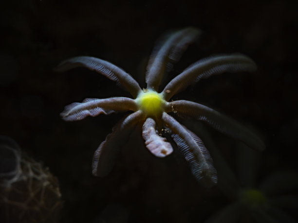 管风琴珊瑚(Tubipora music)图片下载