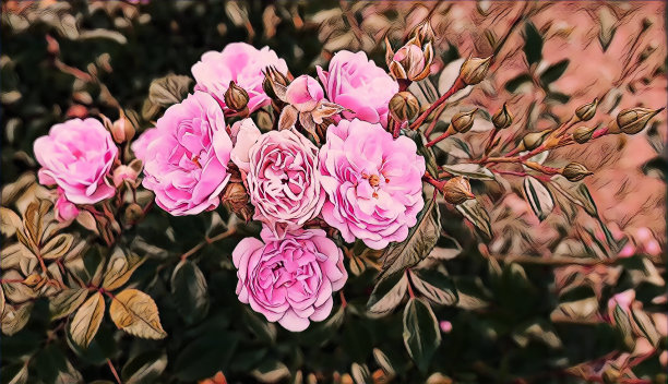 摄影艺术图片多汁的夏季花园玫瑰近距离图片下载