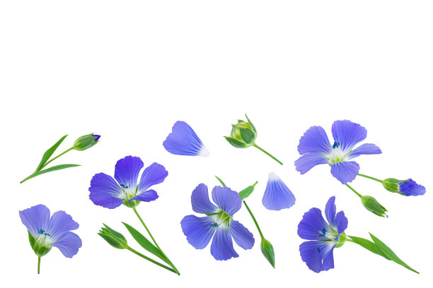 亚麻花或亚麻在白色背景上，为你的文本留出拷贝空间。俯视图，平放图片下载