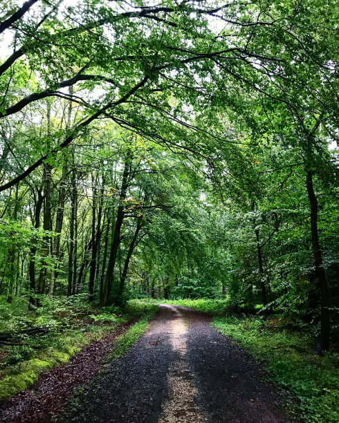进了树林图片下载