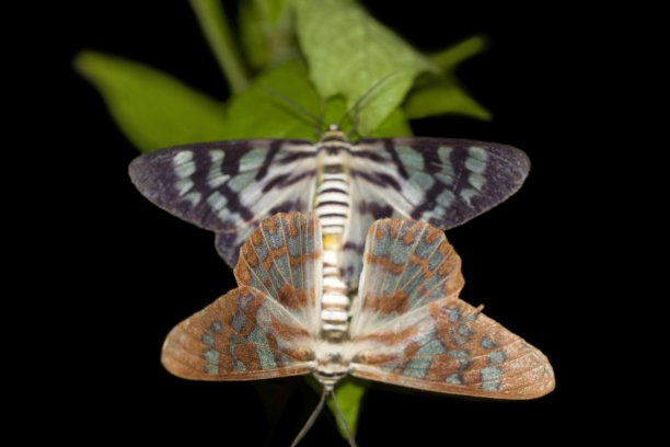 这是米哈代野生动物保护区白蛾在夜间交配的罕见照片。印度果阿图片下载