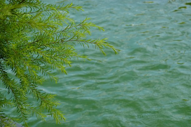 池塘里柳树的绿叶图片下载