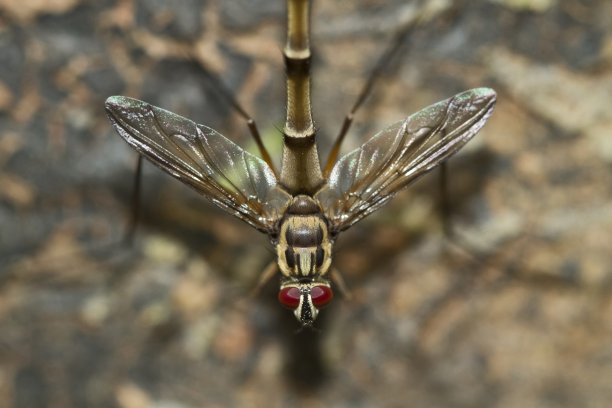 蚁狮科蚁狮科。印度果阿邦北部的马哈迪野生动物保护区图片下载