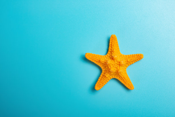 橙色海星在蓝色背景与复制空间图片下载