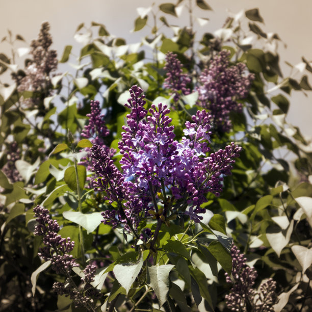 幼小的春天丁香灌木，新鲜芳香的花序图片下载