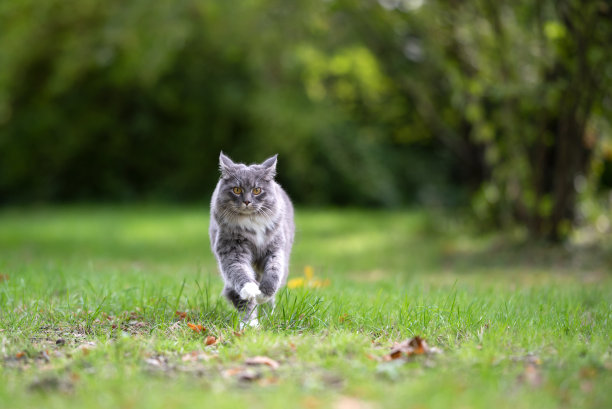运行的猫图片下载