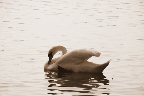 这是一张深褐色的照片，一只高贵的沉默的天鹅在稠密而浅的河流或湖泊的表面游泳，并在其翅膀旁边啄羽毛，这是在一个多云的秋天的波兰乡村看到的图片下载