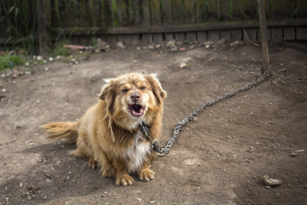 拴在链子上的又脏又可爱的小狗图片下载